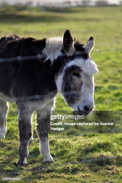 donkey in the field - male feet pics stock pictures, royalty-free photos & images