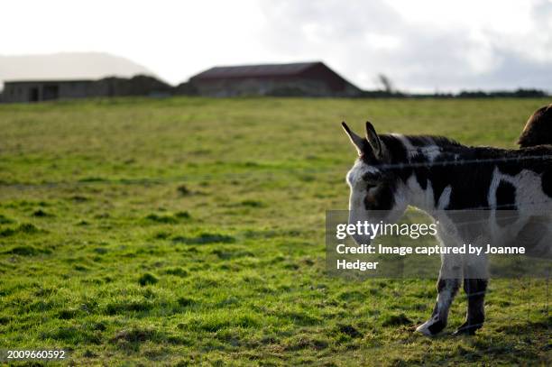 donkey in the field - male feet pics stock pictures, royalty-free photos & images