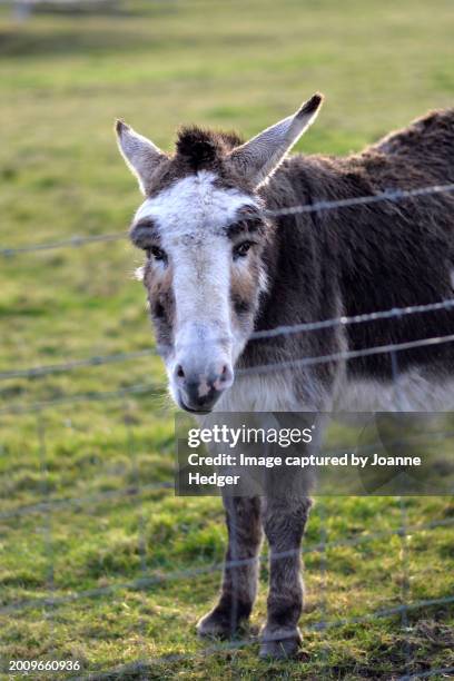 donkey in the field - male feet pics stock pictures, royalty-free photos & images