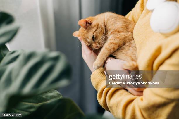 love for cats. a woman sits in a chair at home and holds her beloved cat in her arms. a cozy evening with your beloved cat in your arms. - kitten purring stock pictures, royalty-free photos & images