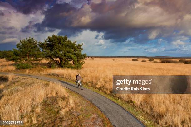 woman cycling in hoge veluwe national park near hoenderloo and otterlo - hoge veluwe national park stock pictures, royalty-free photos & images