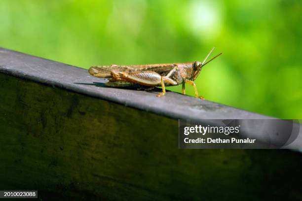 grasshopper - pestsäule vienna stock pictures, royalty-free photos & images