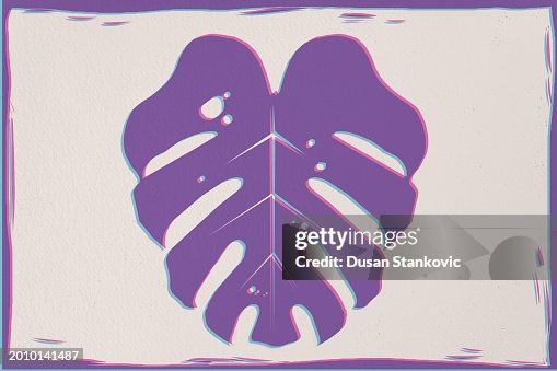 Monstera leaf Monstera leaf