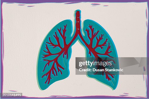 Human lungs Human lungs