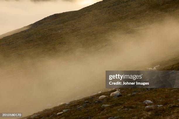 idyllic view of sheep on mountain against sky - cow and sheep stock pictures, royalty-free photos & images