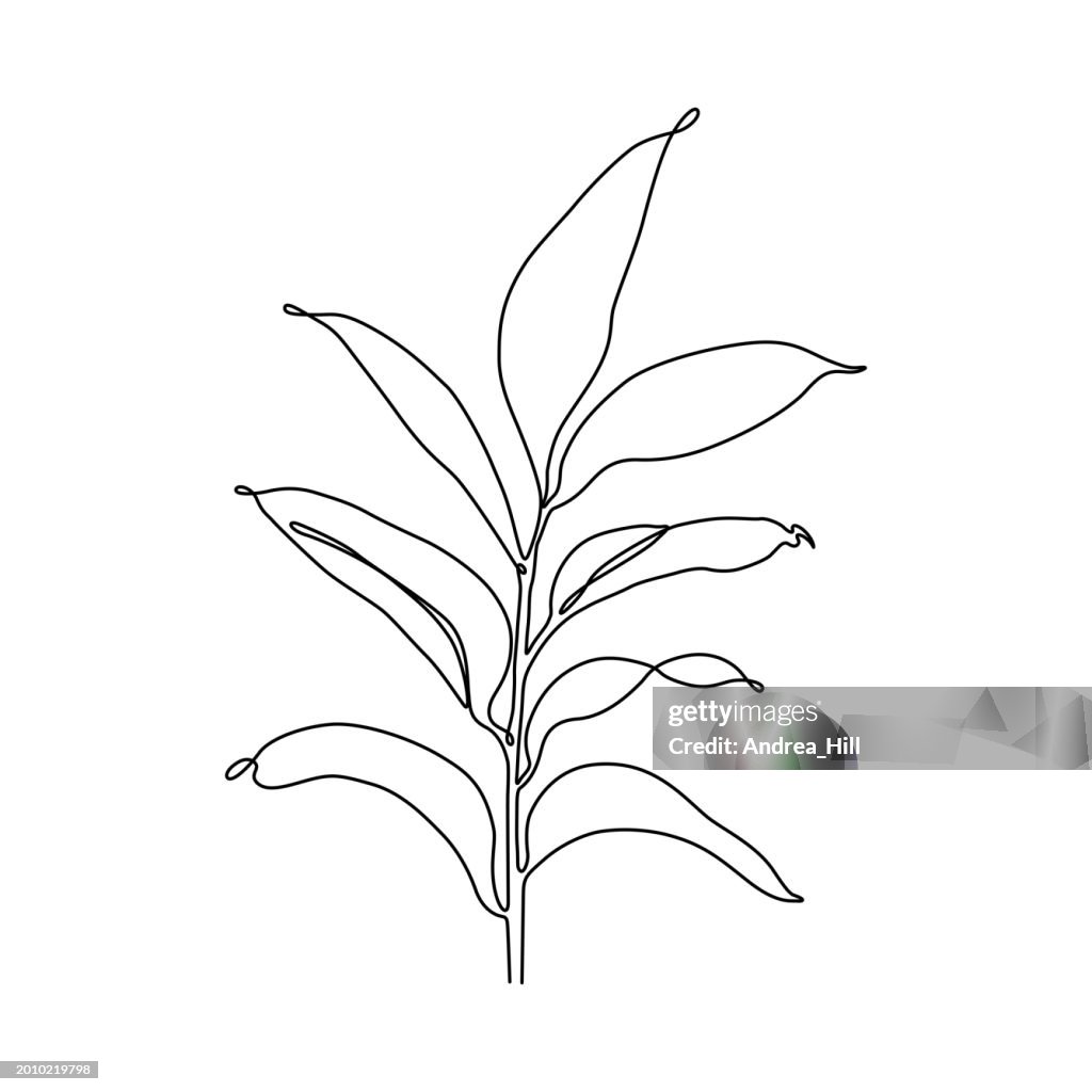 Ruscus Eucalyptus Leaf Vector Continuous Single Line Drawing