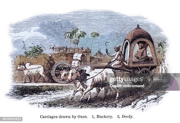 old engraved illustration of a carriages drawn by oxen (hackery and dooly) - ox cart stock pictures, royalty-free photos & images