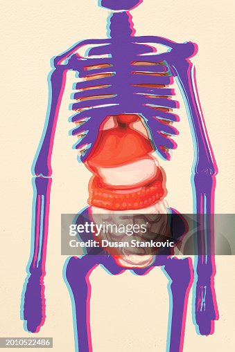 Human skeleton and internal organs Human skeleton and internal organs