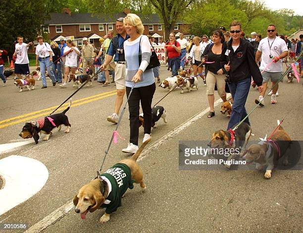 Hundreds of basset hounds and their owners waddle through the streets of downtown Birmingham as they attend the annual Great American Basset Waddle...