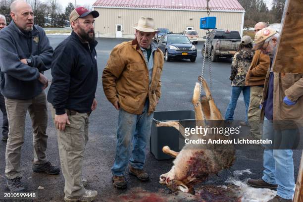 Hunters weight a hunted Coyote during the last Coyote hunt contest on February 2 in White Sulphur Springs in Sullivan County, New York. It was the...
