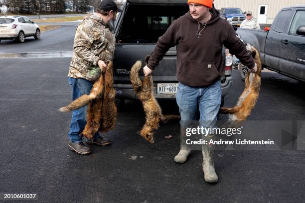 Hunters bring in trapped foxes to donate their pelts during the last Coyote hunt contest on February 2 in White Sulphur Springs in Sullivan County,...