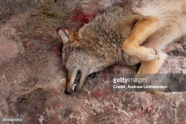 Hunted Coyote lies on the ground prior be weighed during the last Coyote hunt contest on February 2 in White Sulphur Springs in Sullivan County, New...