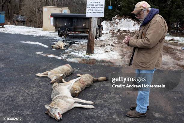 Hunted Coyotes lie on the ground prior be weighed during the last Coyote hunt contest on February 2 in White Sulphur Springs in Sullivan County, New...