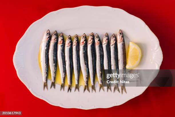 fresh raw anchovies in olive oil - sardine photos et images de collection