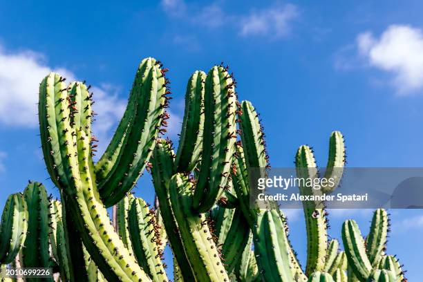 cactus tree against blue sky on madeira island, portugal - alexander dorn stock-fotos und bilder