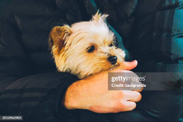 man holding his dog in hands - parte del cuerpo humano stock pictures, royalty-free photos & images