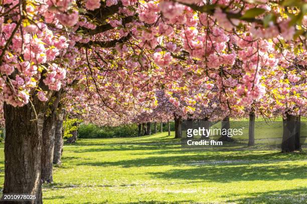 cherry blossom trees - public park - spring weather stock pictures, royalty-free photos & images