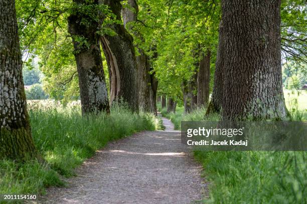 alley of trees in upper bavaria, germany - murnau stock pictures, royalty-free photos & images