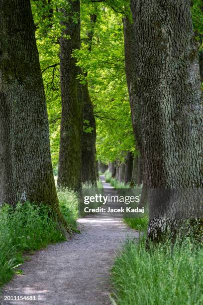 alley of trees in upper bavaria, germany - murnau stock pictures, royalty-free photos & images