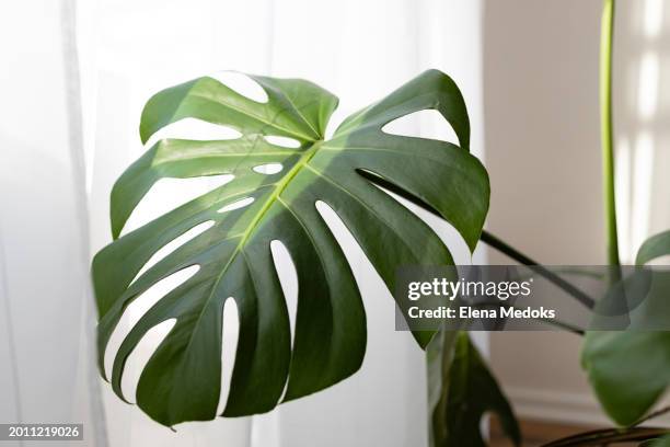 green monstera leaf at home - monstera foto e immagini stock