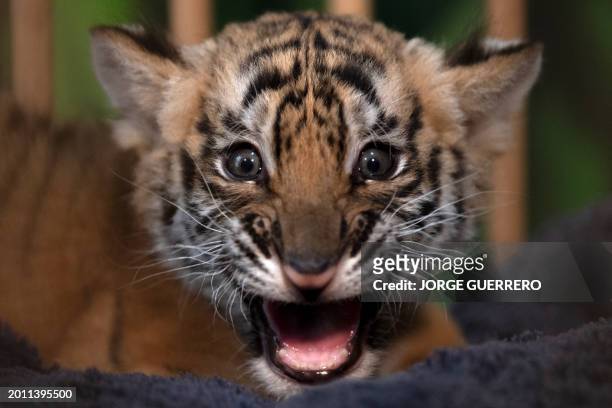 Picture taken on February 17, 2024 shows a Bengal Tiger cub born in captivity at the "Reserva La Pequena Africa" in Jimena de la Frontera, near...