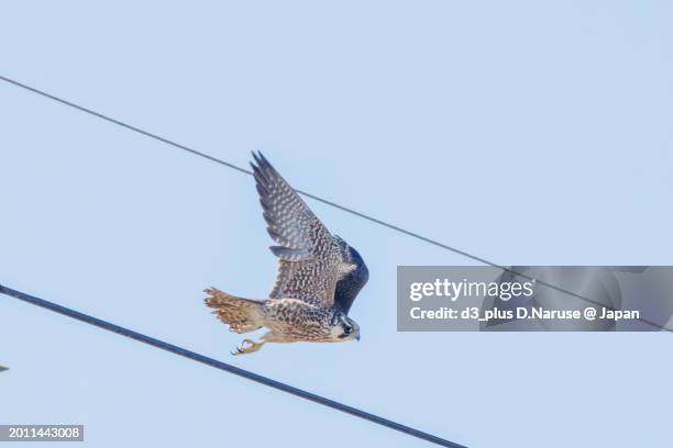 Common Falcon Common Falcon Photos and Premium High Res Pictures - Getty Images