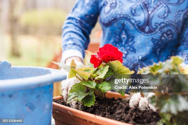 planting red begonias in a new pot for better growth. - flower pot stock pictures, royalty-free photos & images