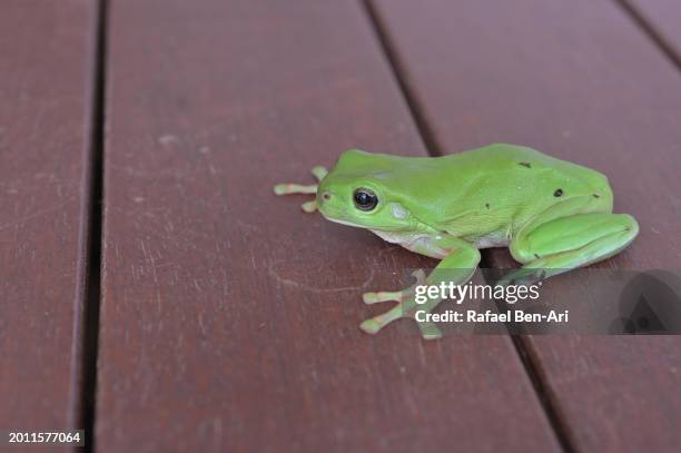 australian green tree frog on a table - イエアメガエル ストックフォトと画像