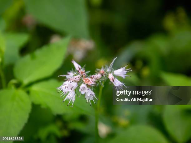22 Waterleaf Stock Photos, High-Res Pictures, and Images - Getty Images