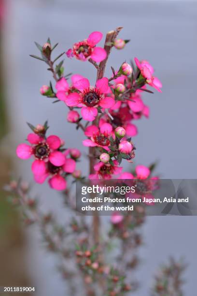 leptospermum scoparium / new zealand tea tee: upright evergreen shrub with cup-shaped red flowerss - world cup japan stock pictures, royalty-free photos & images