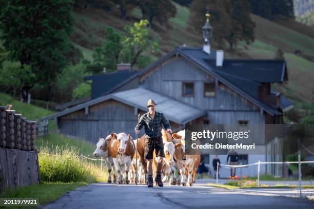 Transhumance 4,789 Transhumance Stock Photos, High-Res Pictures, and Images - Getty ...