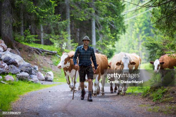 mountain farmer in the alps brings his cows to pasture for the alpine summer - transhumance stock pictures, royalty-free photos & images