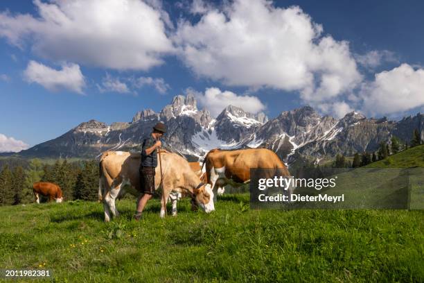 mountain farmer in the alps with his cows at pasture at alpine summer - almabtrieb stock-fotos und bilder