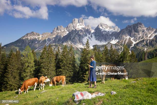 mountain farmerin  in the alps with his cows at pasture at alpine summer - beierse alpen stockfoto's en -beelden