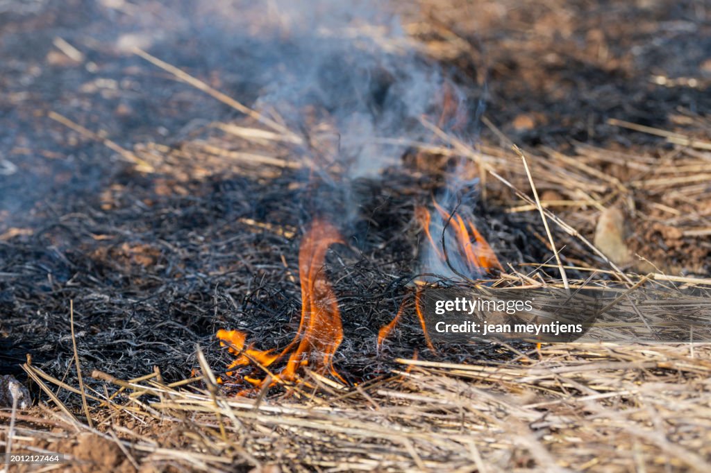 Close-up of dying flames on charred forest soil, the aftermath of a wildfire