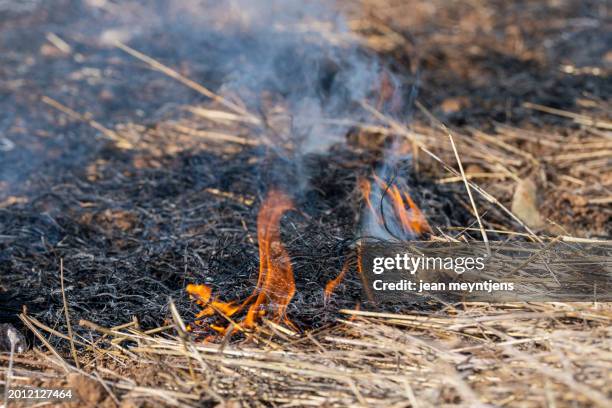 close-up of dying flames on charred forest soil, the aftermath of a wildfire - inferno stock pictures, royalty-free photos & images