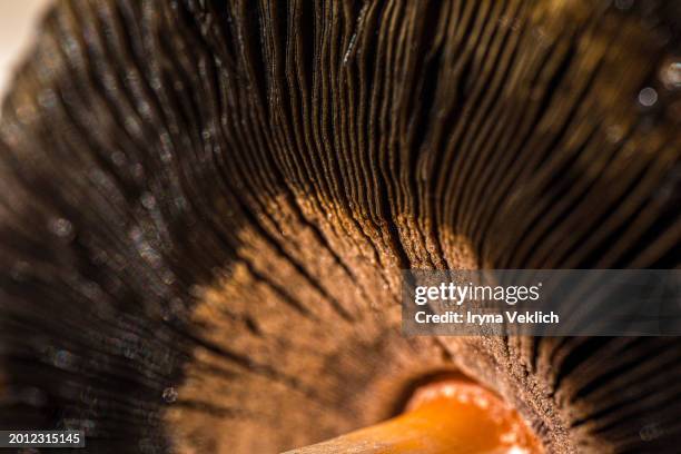 close-up mushroom texture as natural background. - porcini mushroom stock pictures, royalty-free photos & images