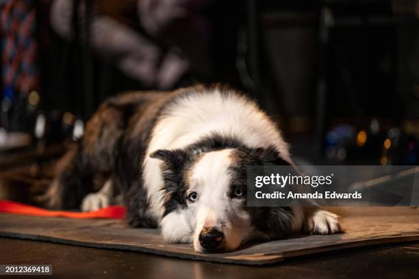 Messi the dog attends the Film Independent Live Read of Justine Triet's "Anatomy Of A Fall" at the Wallis Annenberg Center for the Performing Arts on...