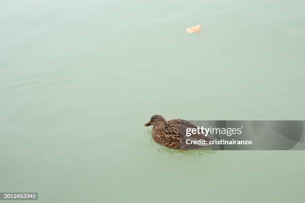 a duck swimming - cristinairanzo stock pictures, royalty-free photos & images