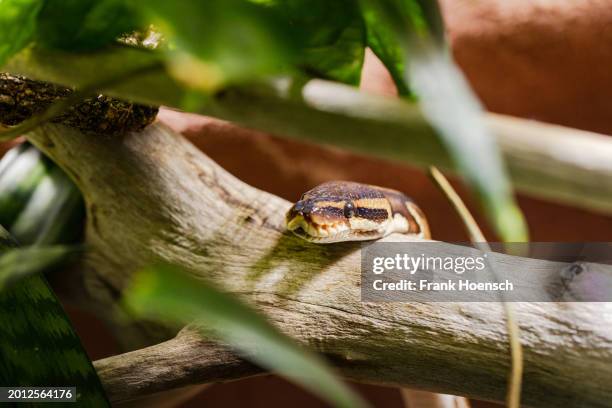 Python Snake Senkenberg 208 Goerlitz Museum Stock Photos, High-Res Pictures, and Images - Getty ...