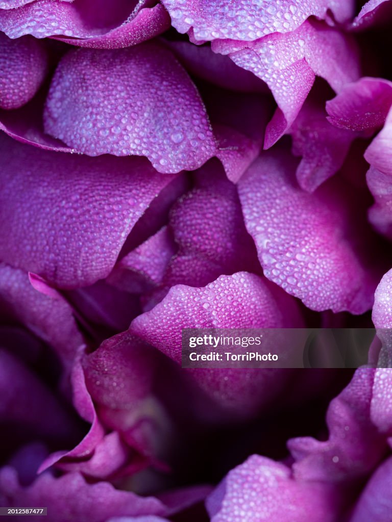 Close-up vivid purple peony flower petals with water drops of morning dew. Natural full frame background of blooming flower