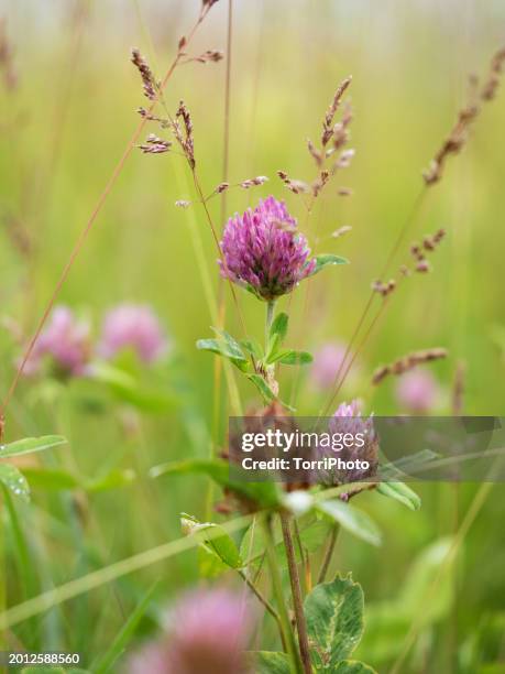 close-up pink blossoming clover against green blurred background of summer meadow. trifolium pratense, red clover - clover sprouts stock pictures, royalty-free photos & images