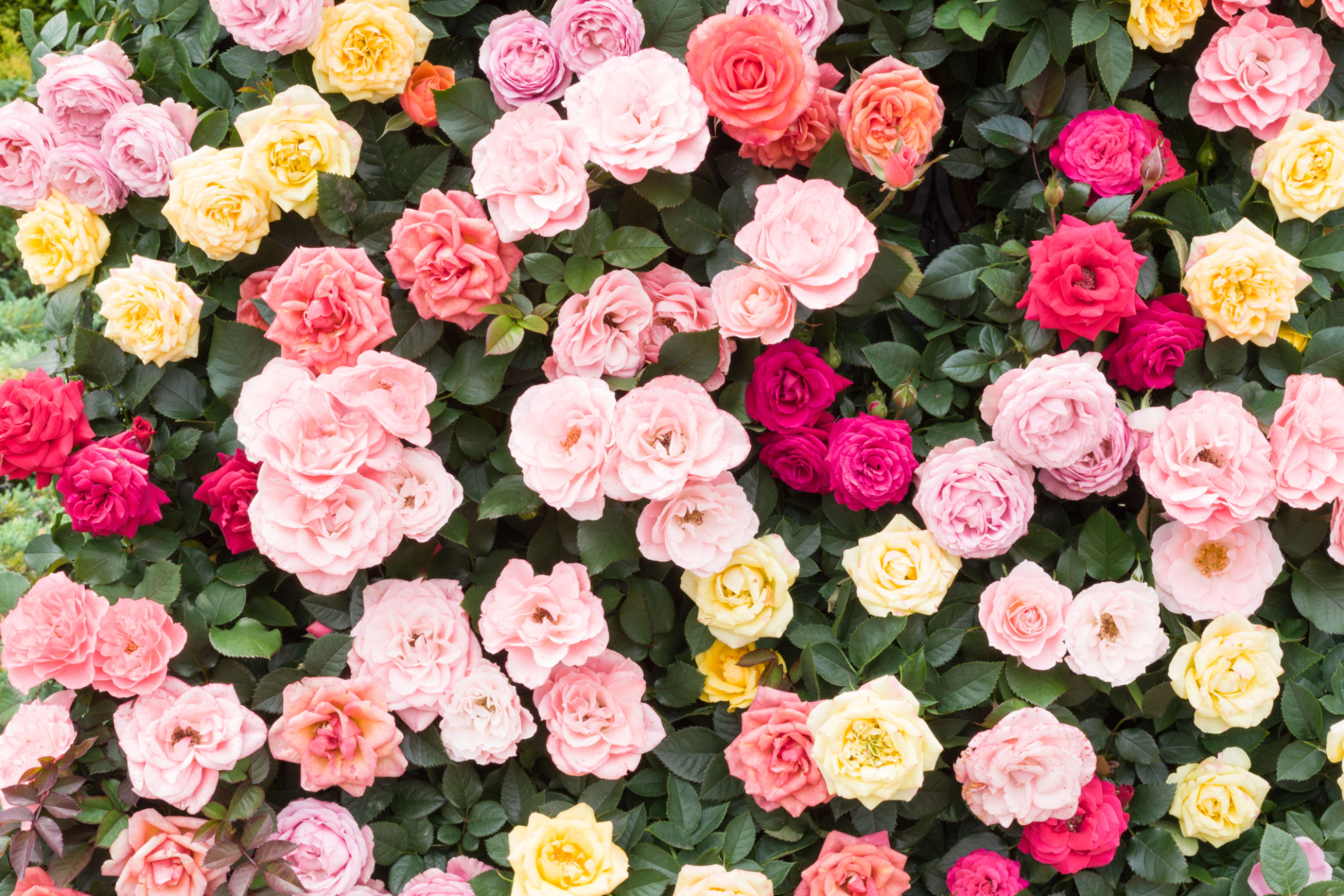rose garden