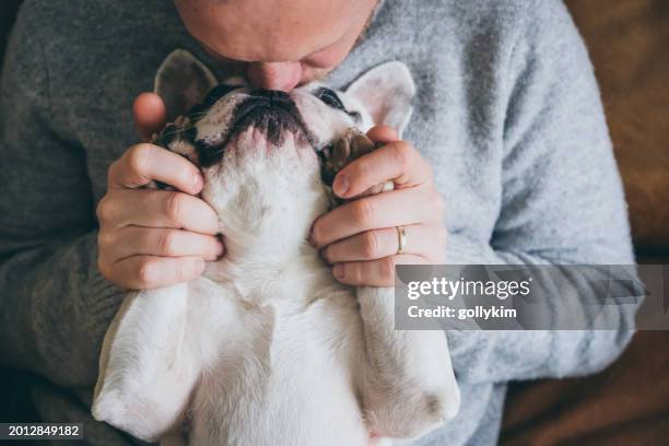 man kisses his frenchie dog forehead - male feet pics stock pictures, royalty-free photos & images