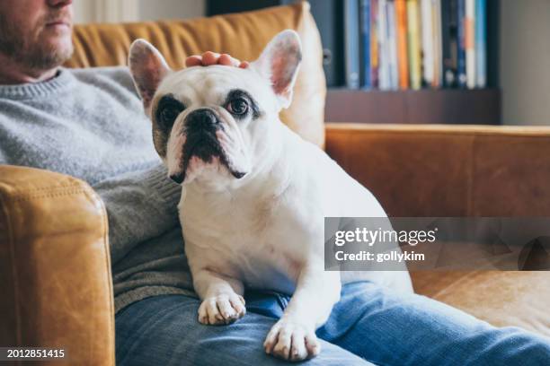 man pets his dog head - animal head stock pictures, royalty-free photos & images