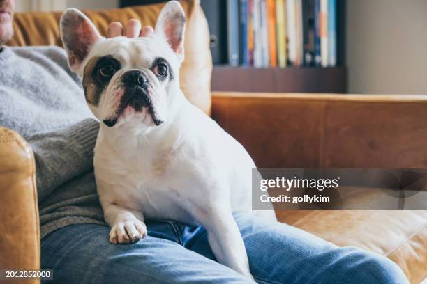 man pets his dog head - french bulldog stock pictures, royalty-free photos & images