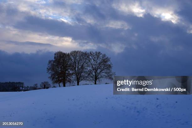 trees on snow covered field against sky - bernd dembkowski stock pictures, royalty-free photos & images