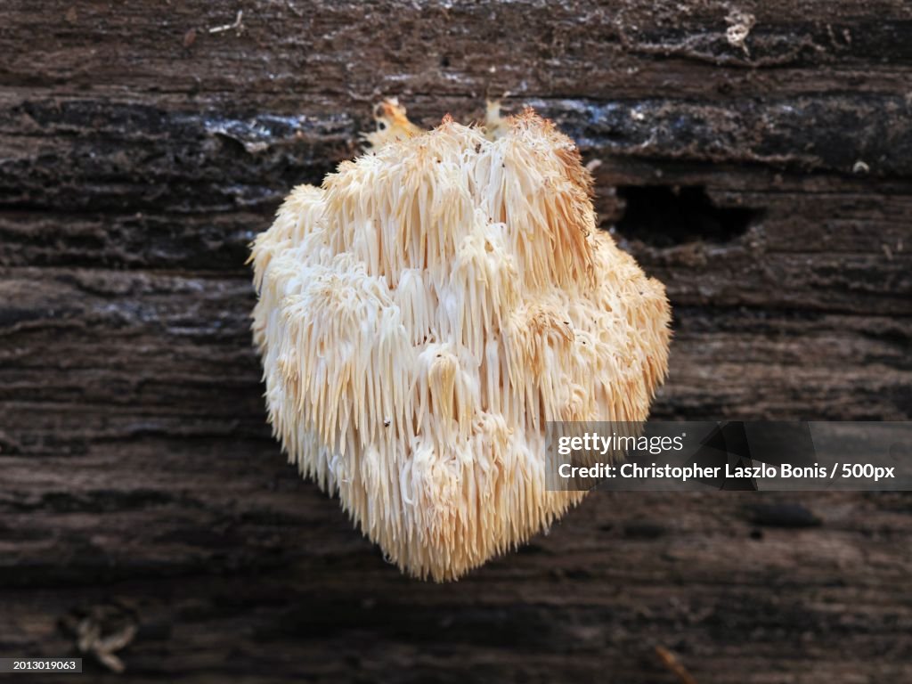 High angle view of mushroom on wooden table,Wellesley,Massachusetts,United States,USA