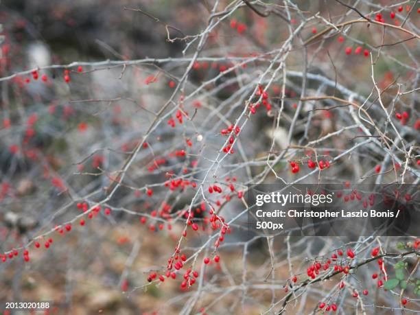 close-up of berries on tree,wellesley,massachusetts,united states,usa - 2013020188 stock pictures, royalty-free photos & images