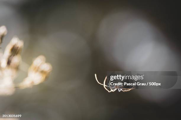 close-up of spider on web - background grau stock pictures, royalty-free photos & images